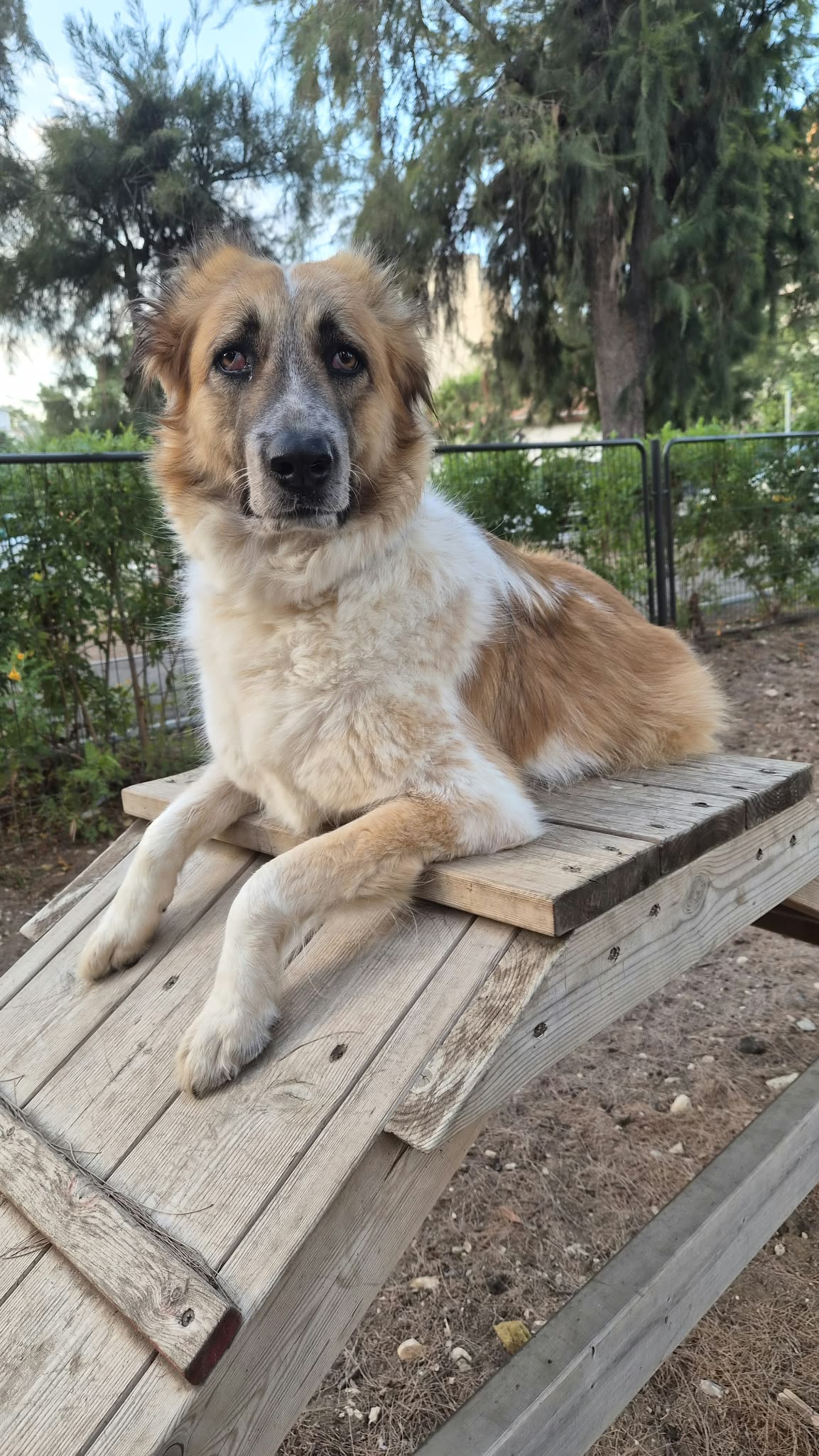 Snorka the dog